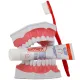 Elmex Dentifrice sans menthol