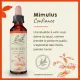 Fleurs de Bach Mimulus n°20