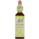Fleurs de Bach Mustard n°21