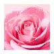Nuxe Very Rose Eau Micellaire
