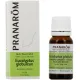 Pranarom Huile Essentielle Eucalyptus globuleux