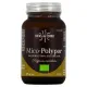 Hifas da Terra Mico-Polypor