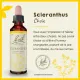 Fleurs de Bach Scleranthus n°28
